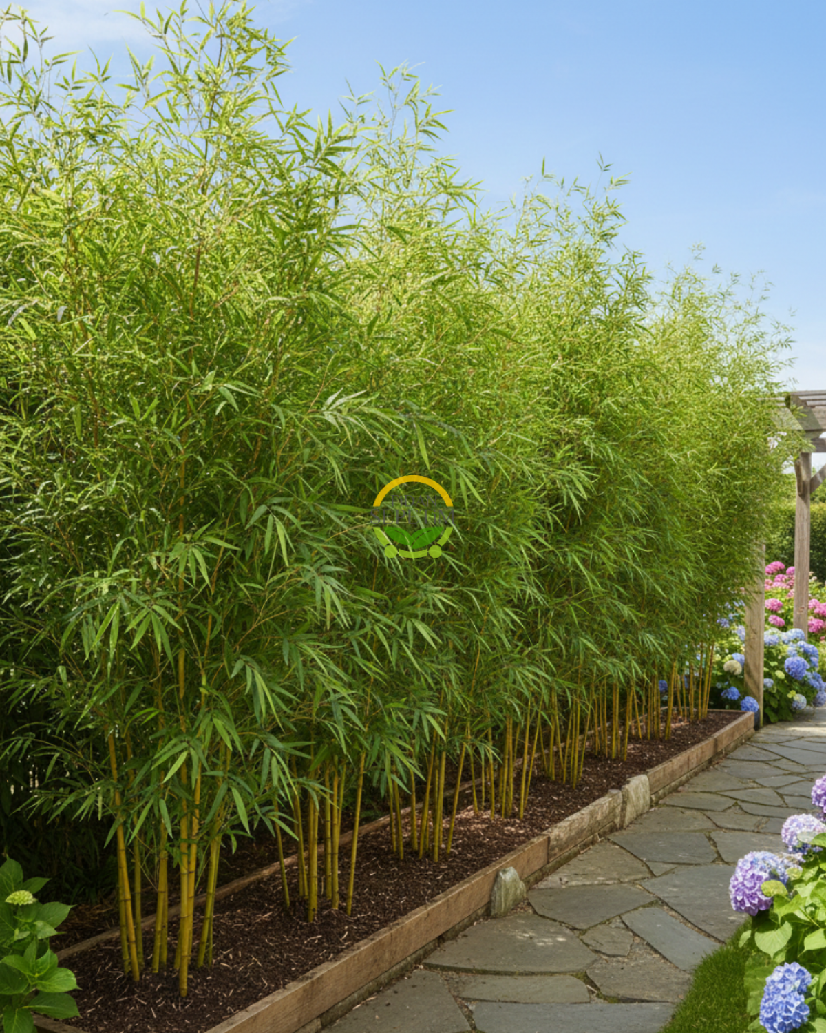 10 Adet Bambu Bitkisi Paketi (Bambusa Aurea) 150cm