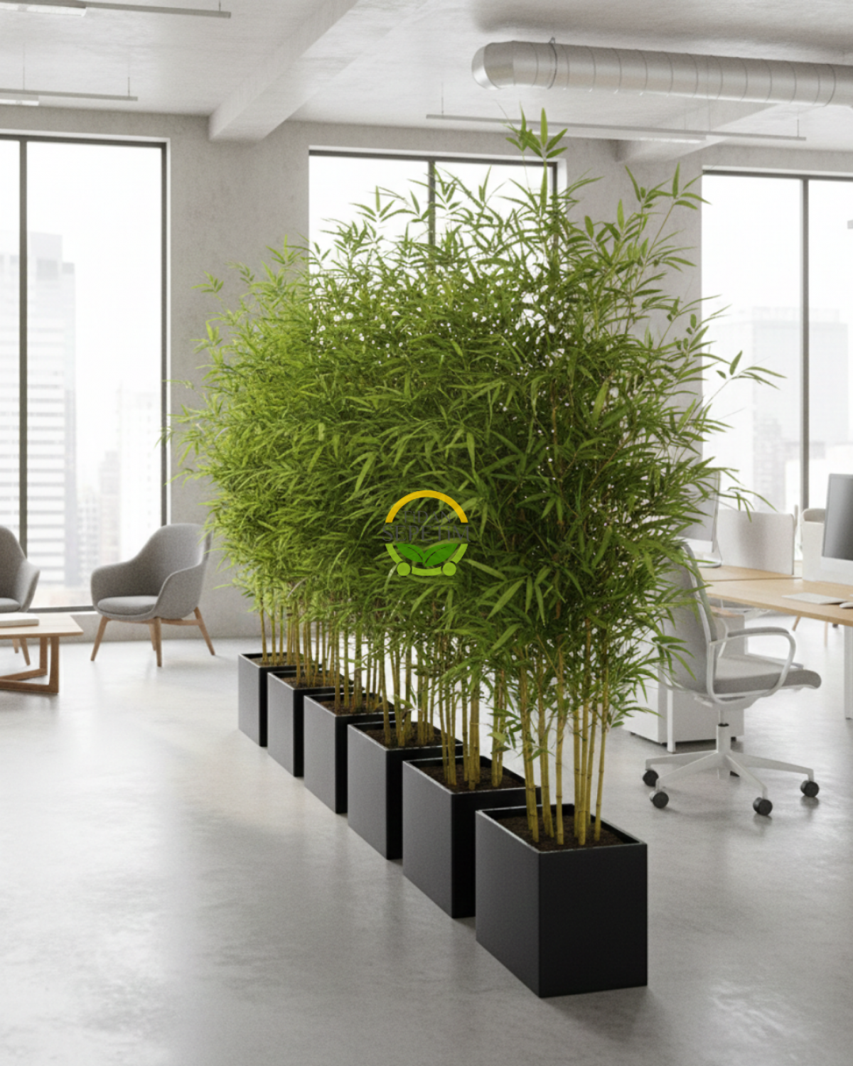 10 Adet Bambu Bitkisi Paketi (Bambusa Aurea) 150cm