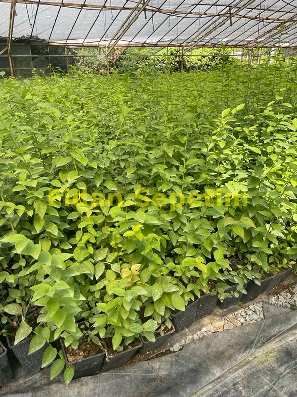 10 Adet Darrow Çeşiti Yaban Mersini Fidanı Paketi