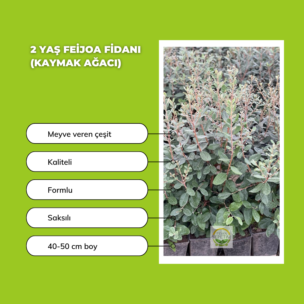10 Adet Feijoa Fidanı Paketi (Bahçe Kurulumuna Özel)