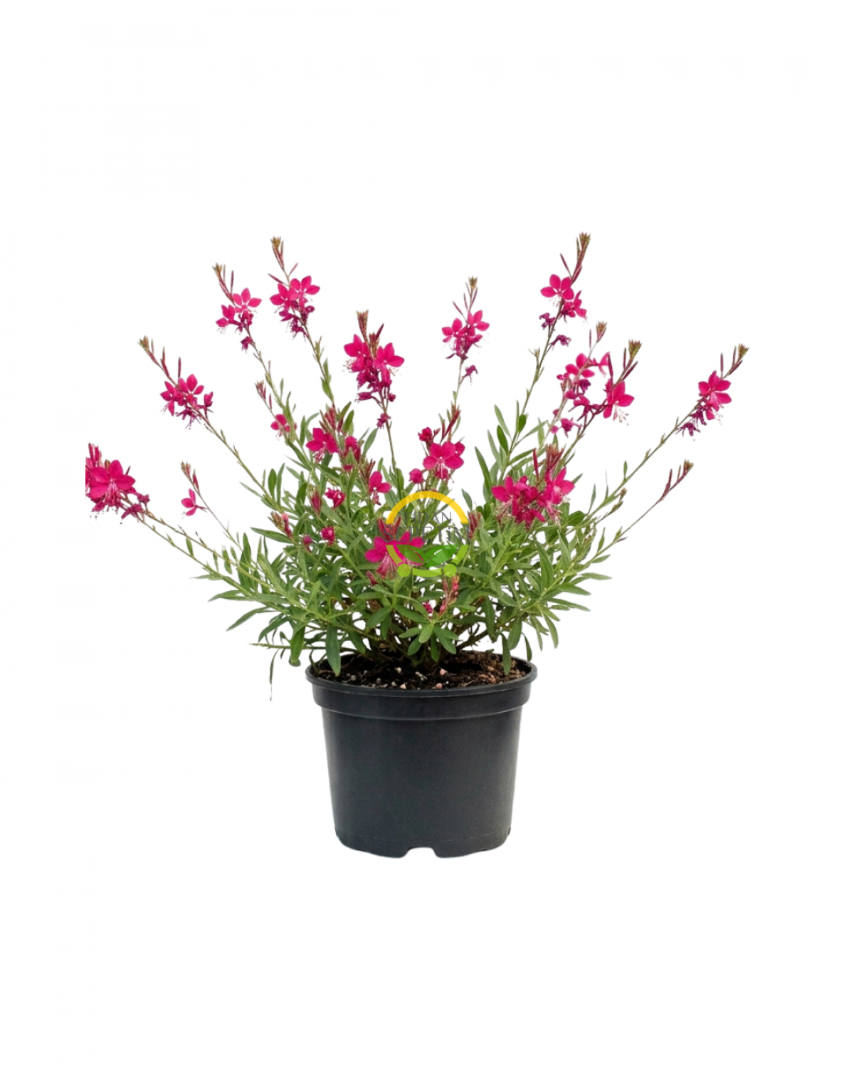 10 Adet Gaura Çalısı Paketi 'Gaura lindhemeria'