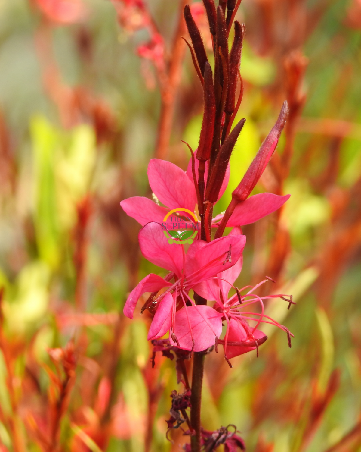 10 Adet Gaura Çalısı Paketi 'Gaura lindhemeria'