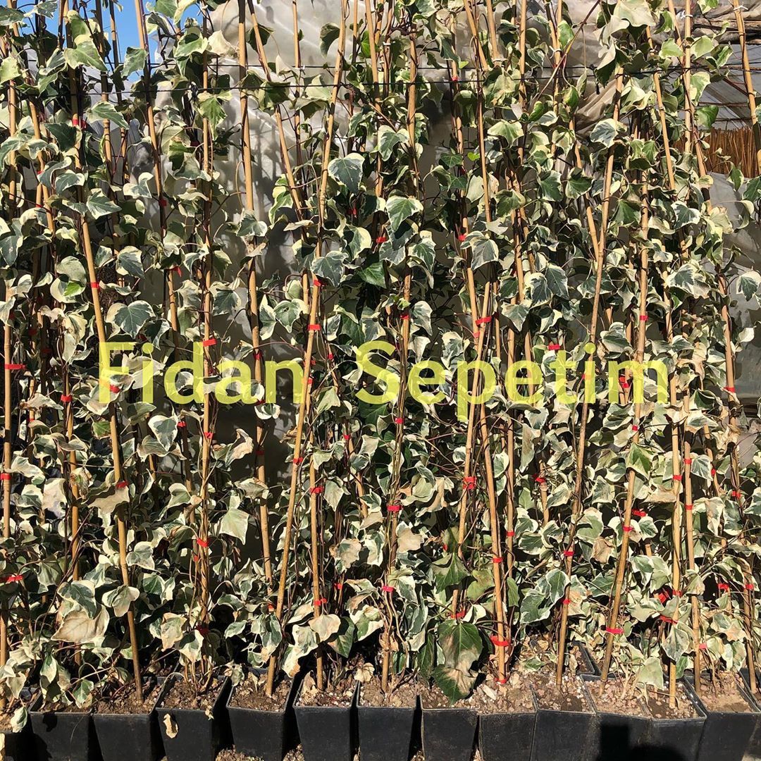 10 adet Hedera Helix Orman Duvar Sarmaşığı Fidanı Paketi (Alaca)