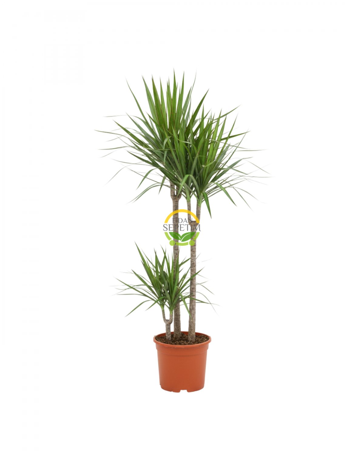 2 Gövdeli Dracaena Marginata Çiçeği 120-140cm