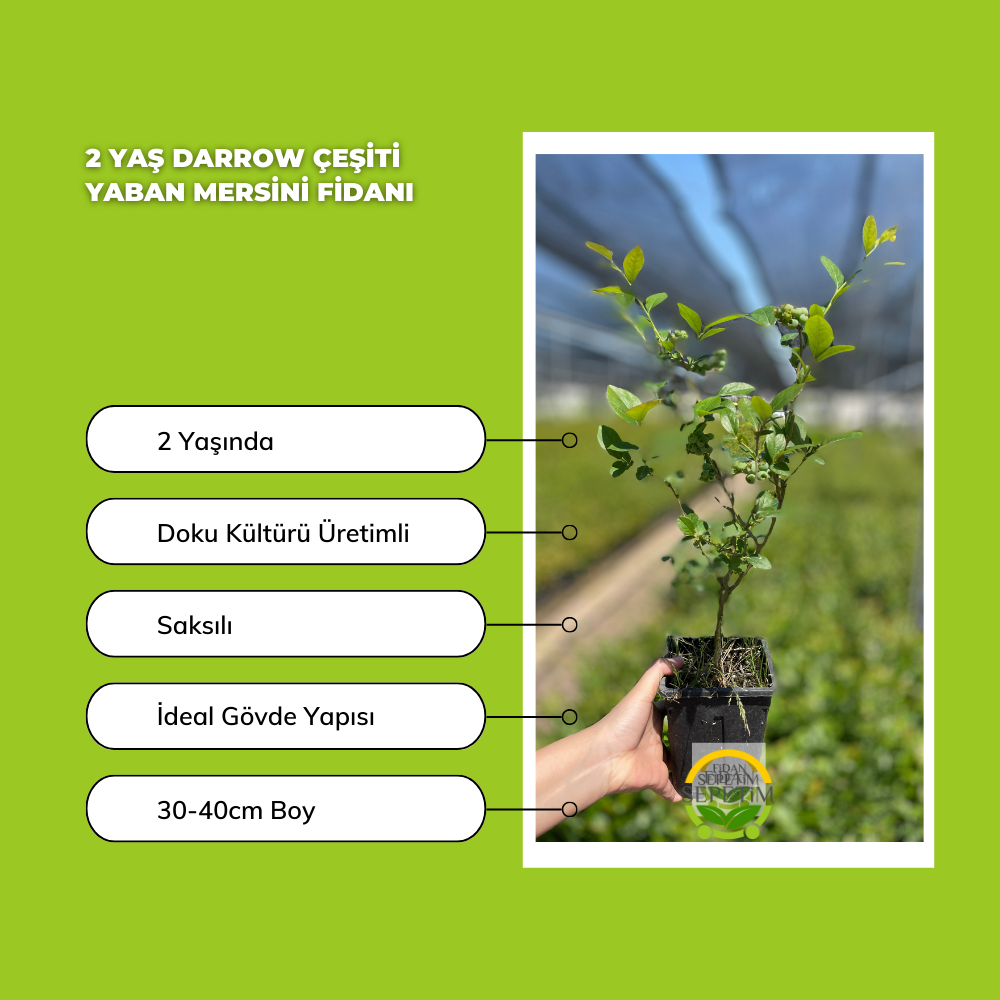 2 Yaş Darrow Çeşiti Yaban Mersini Fidanı