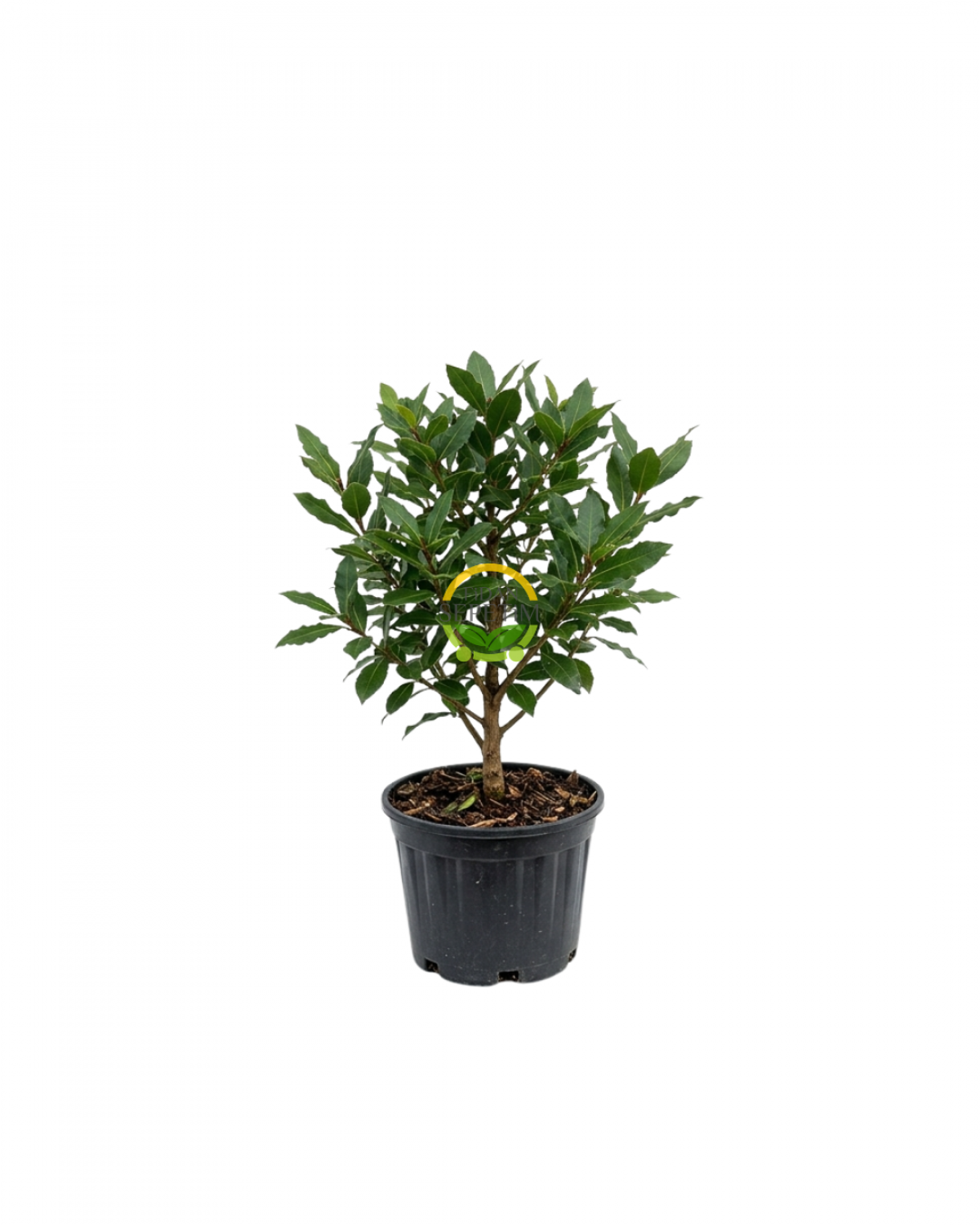 2 Yaş Defne Fidanı 'Laurus nobilis'