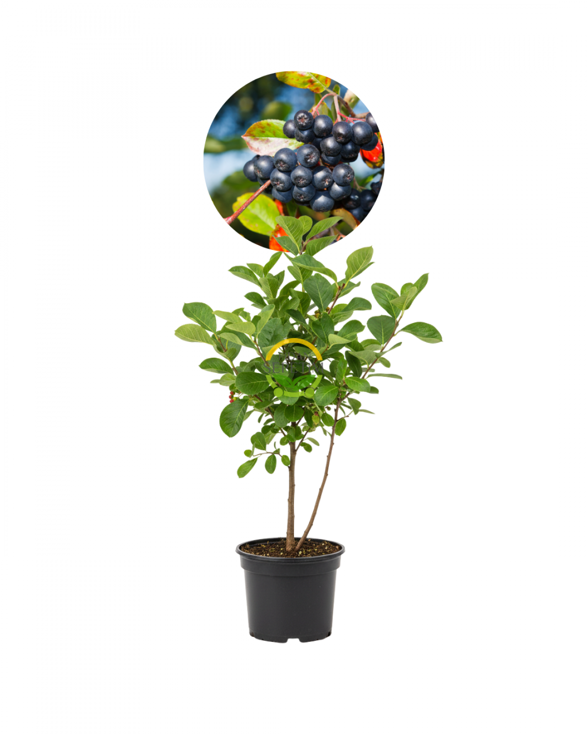2 Yaş Viking Aronia Berry Fidanı Paketi (10 Adet)