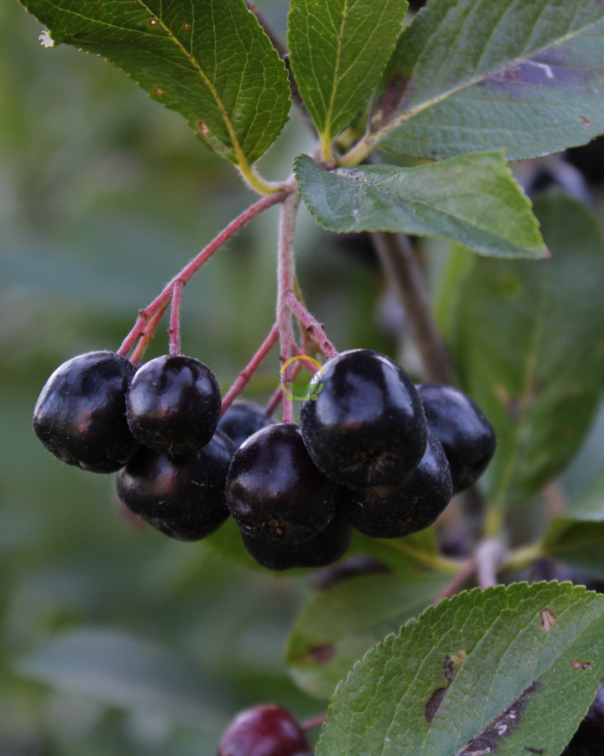 2 Yaş Viking Aronia Berry Fidanı