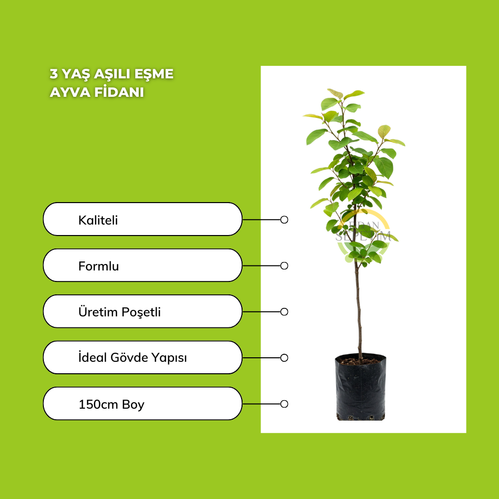 3 Yaş Aşılı Eşme Ayva Fidanı