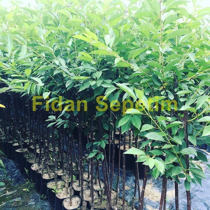 3 Yaş Aşılı Kütahya Vişne Fidanı