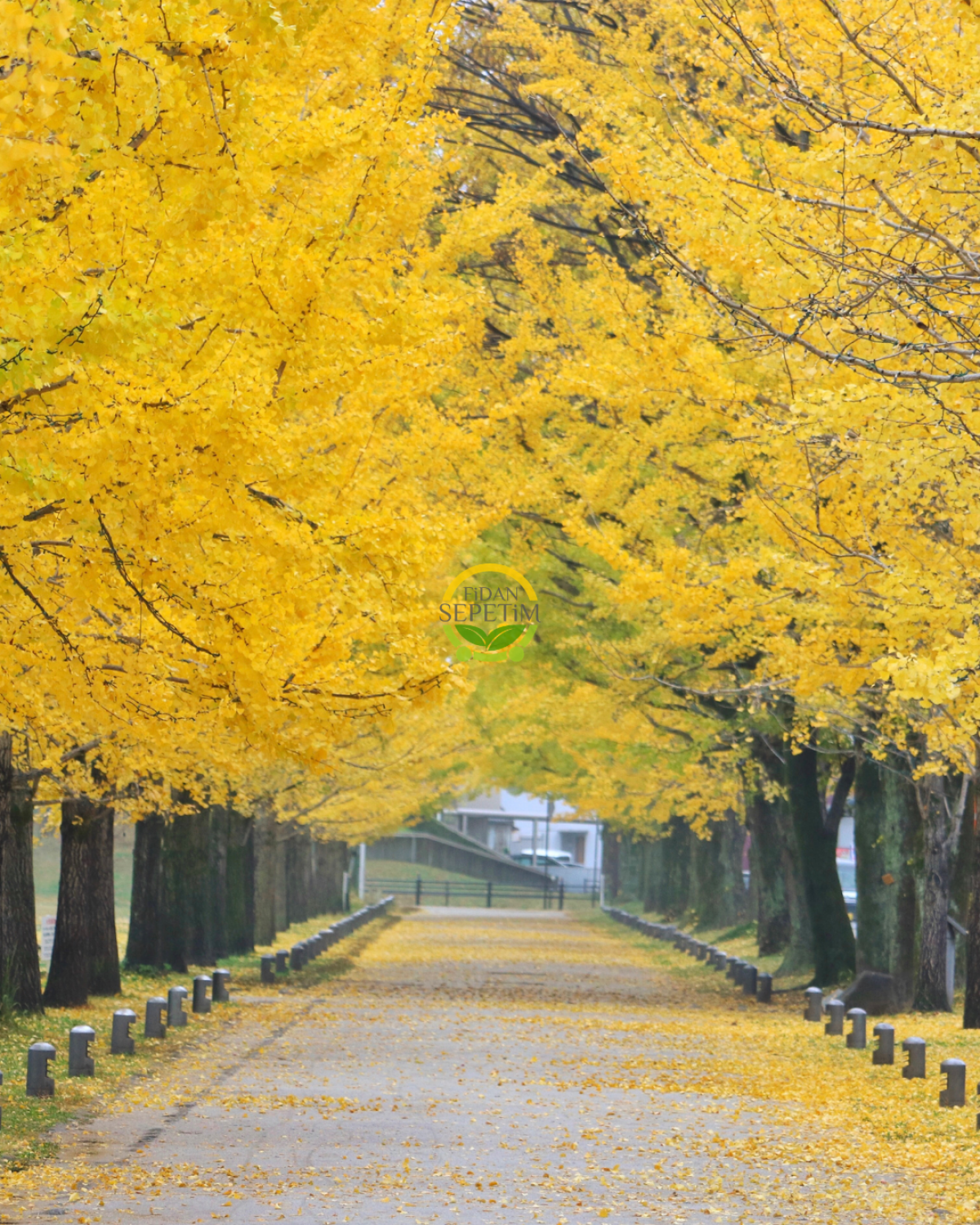 3 Yaş Ginkgo Biloba Mabet Ağacı Fidanı