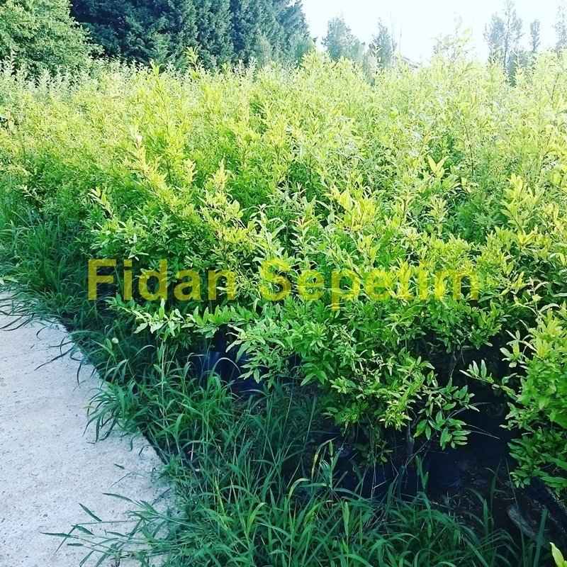 3 Yaş Hicaz Nar Fidanı