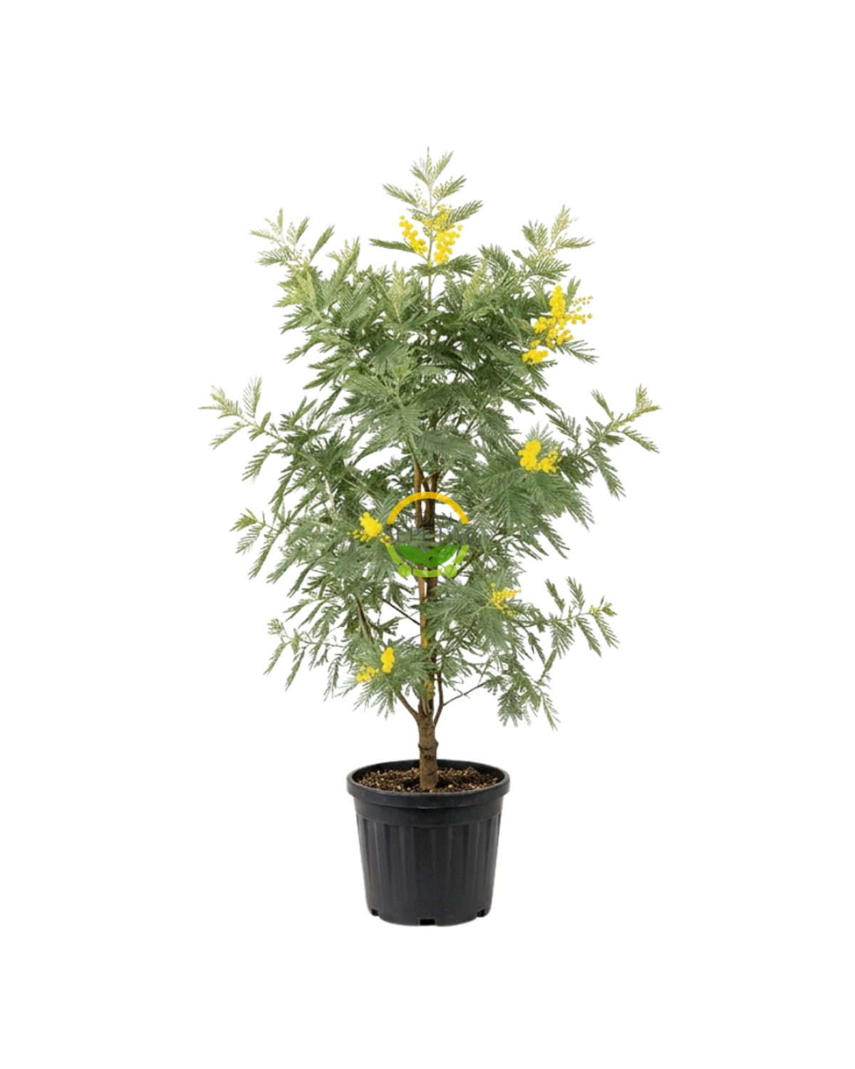 3 Yaş Mimoza Ağacı Fidanı - Gümüşi akasya (Acacia dealbata) XL Boy