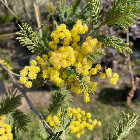 3 Yaş Mimoza Ağacı Fidanı - Gümüşi akasya (Acacia dealbata) XL Boy