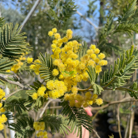 3 Yaş Mimoza Ağacı Fidanı - Gümüşi akasya (Acacia dealbata)
