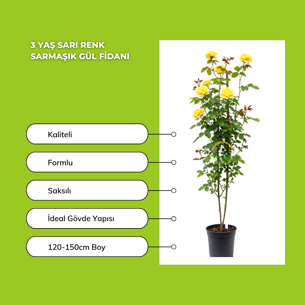 3 Yaş Sarı Renk Sarmaşık Gül Fidanı