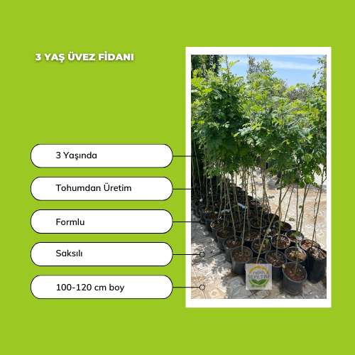 3 Yaş Ak Üvez Fidanı (Sorbus aria)