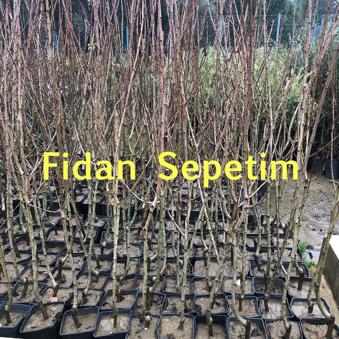4 Yaş Aşılı Kırmızı Alıç Fidanı