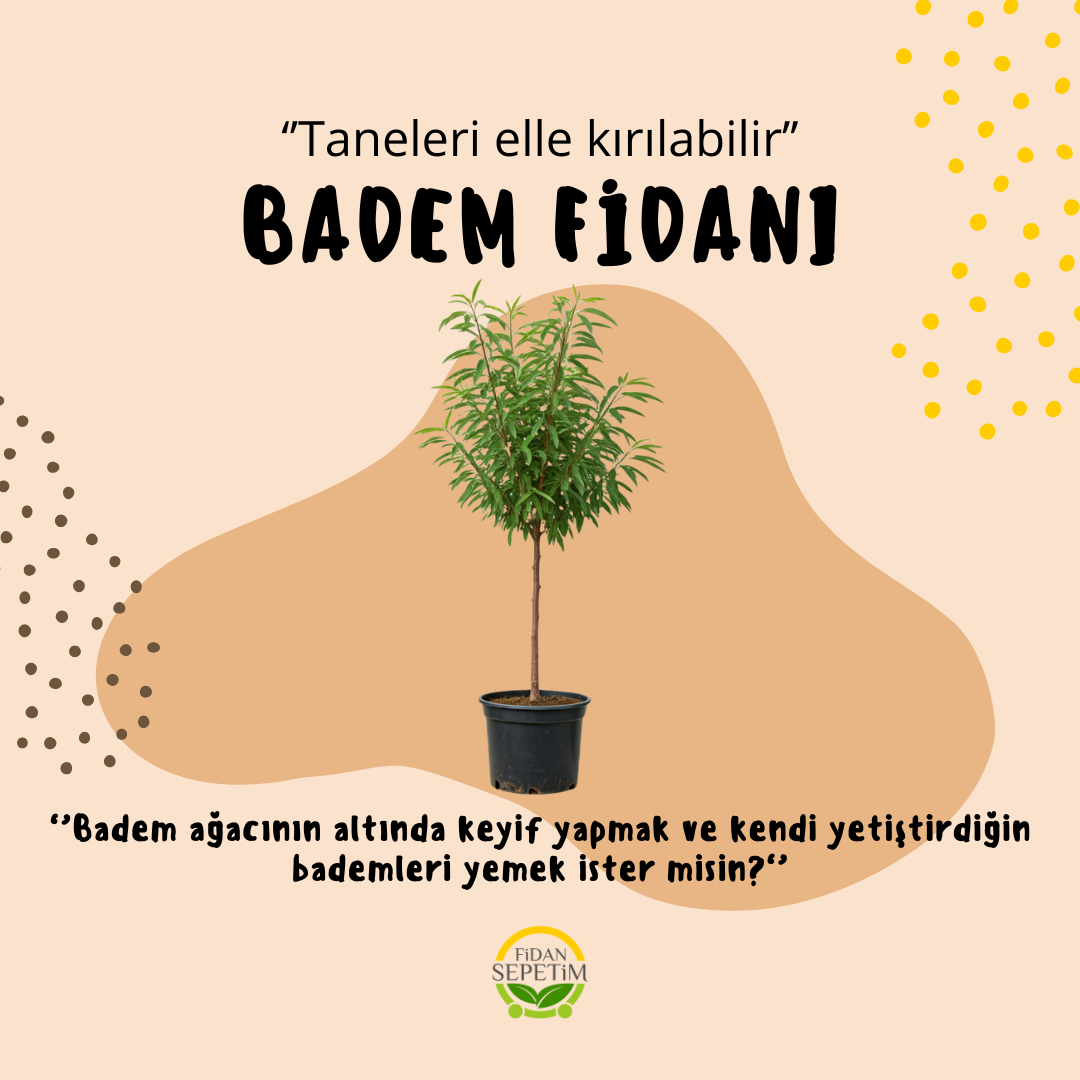 4 Yaş Aşılı Nonpareil Badem Fidanı