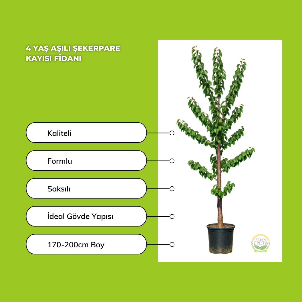 4 Yaş Aşılı Şekerpare Kayısı Fidanı