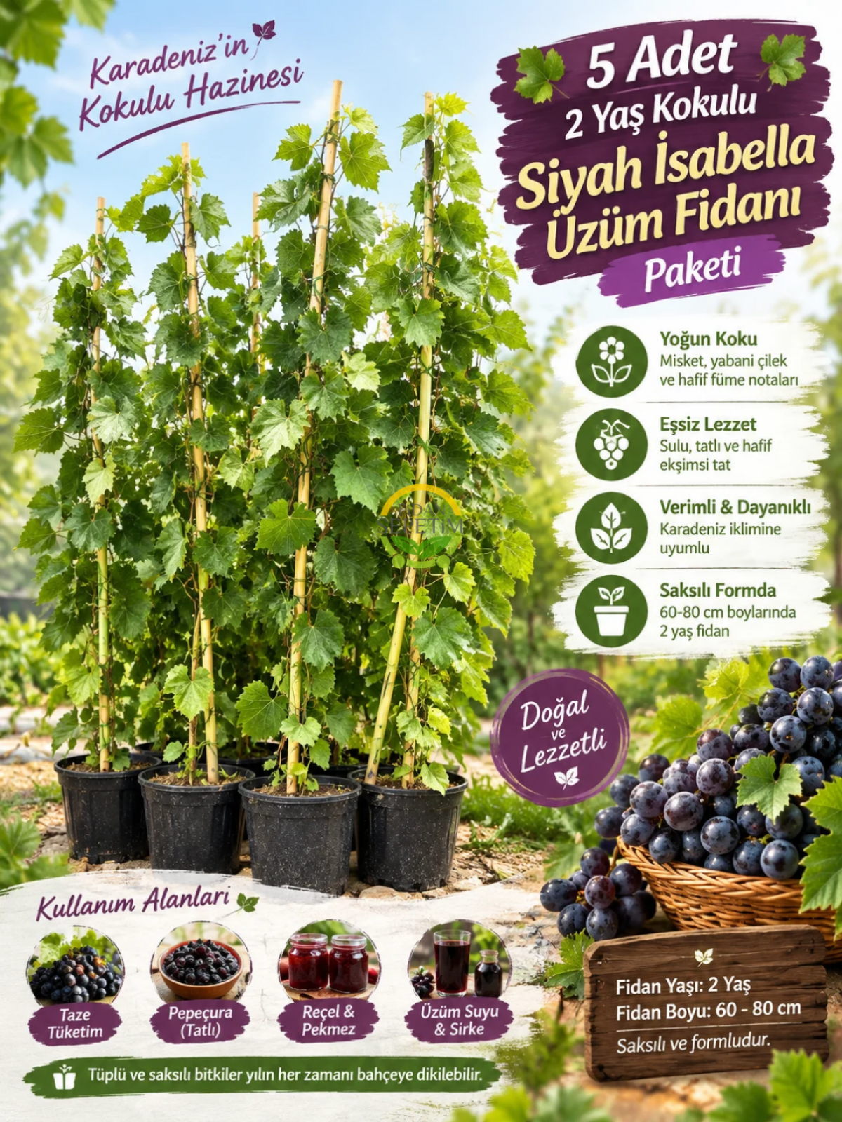 5 Adet 2 Yaş Kokulu Siyah İsabella Üzüm Fidanı Paketi
