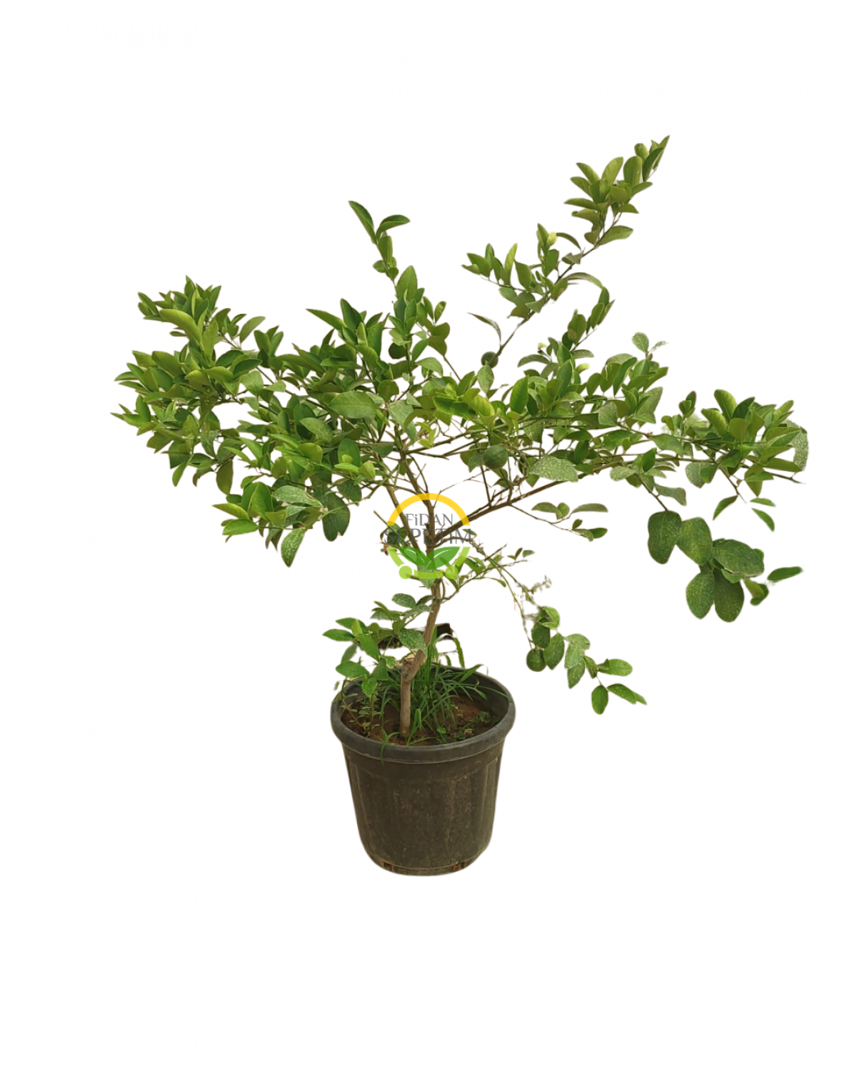5 Yaş Aşılı 7 Veren(Yediveren) Mayer Limon Fidanı XL Boy
