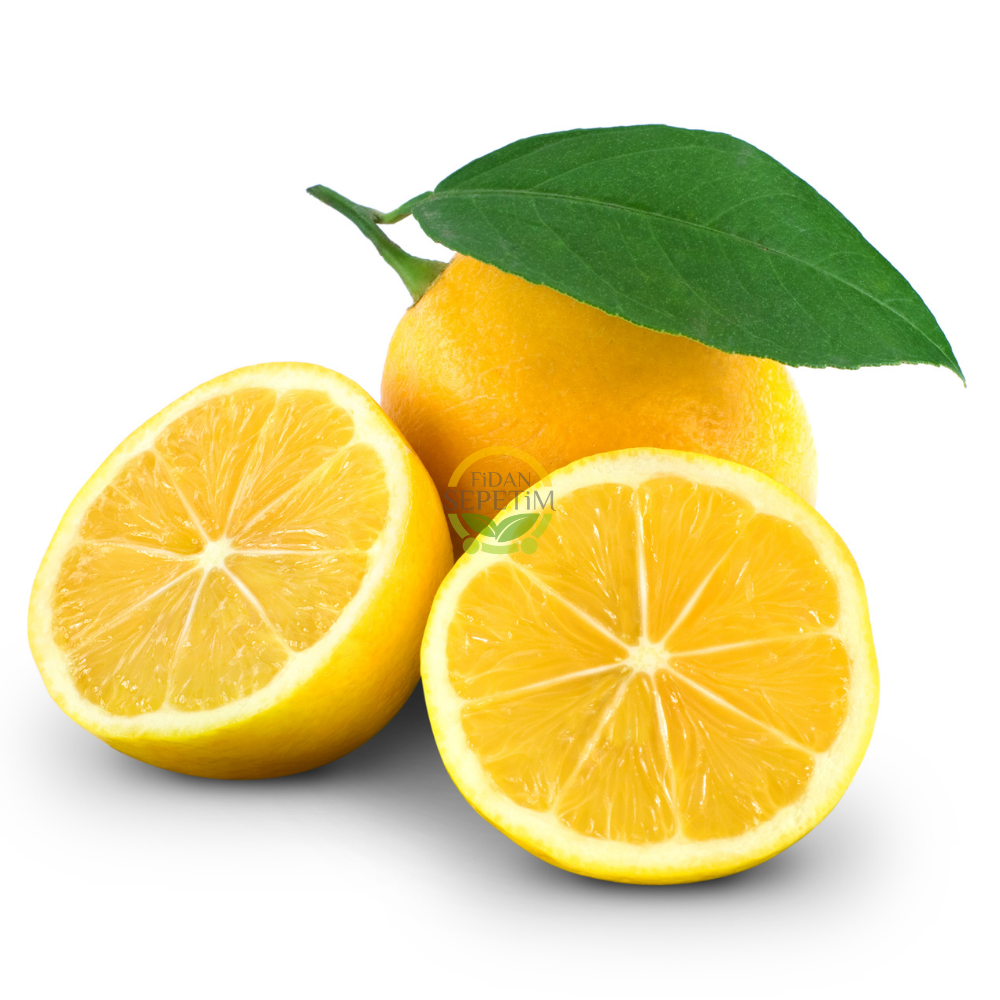 5 Yaş Aşılı 7 Veren(Yediveren) Mayer Limon Fidanı XL Boy