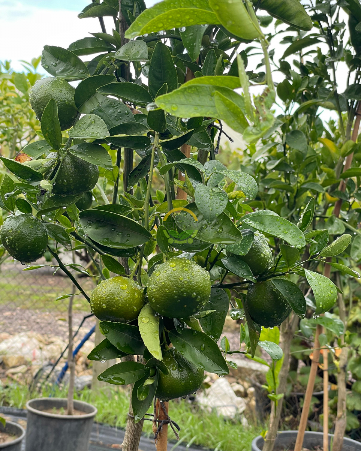 5 Yaş Aşılı W Murcott Mandalina Fidanı XL Boy
