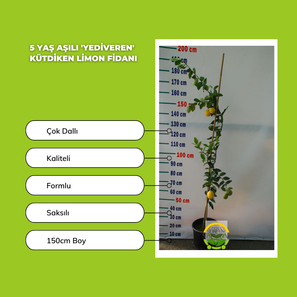 5 Yaş Aşılı 'YEDİVEREN' Kütdiken Limon Fidanı