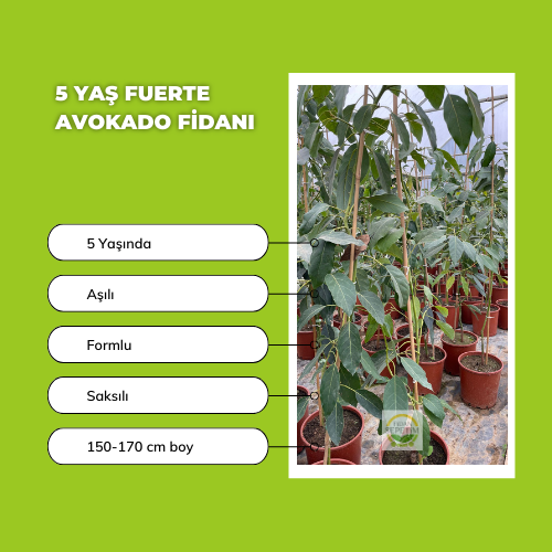 5 Yaş Fuerte Avokado Fidanı