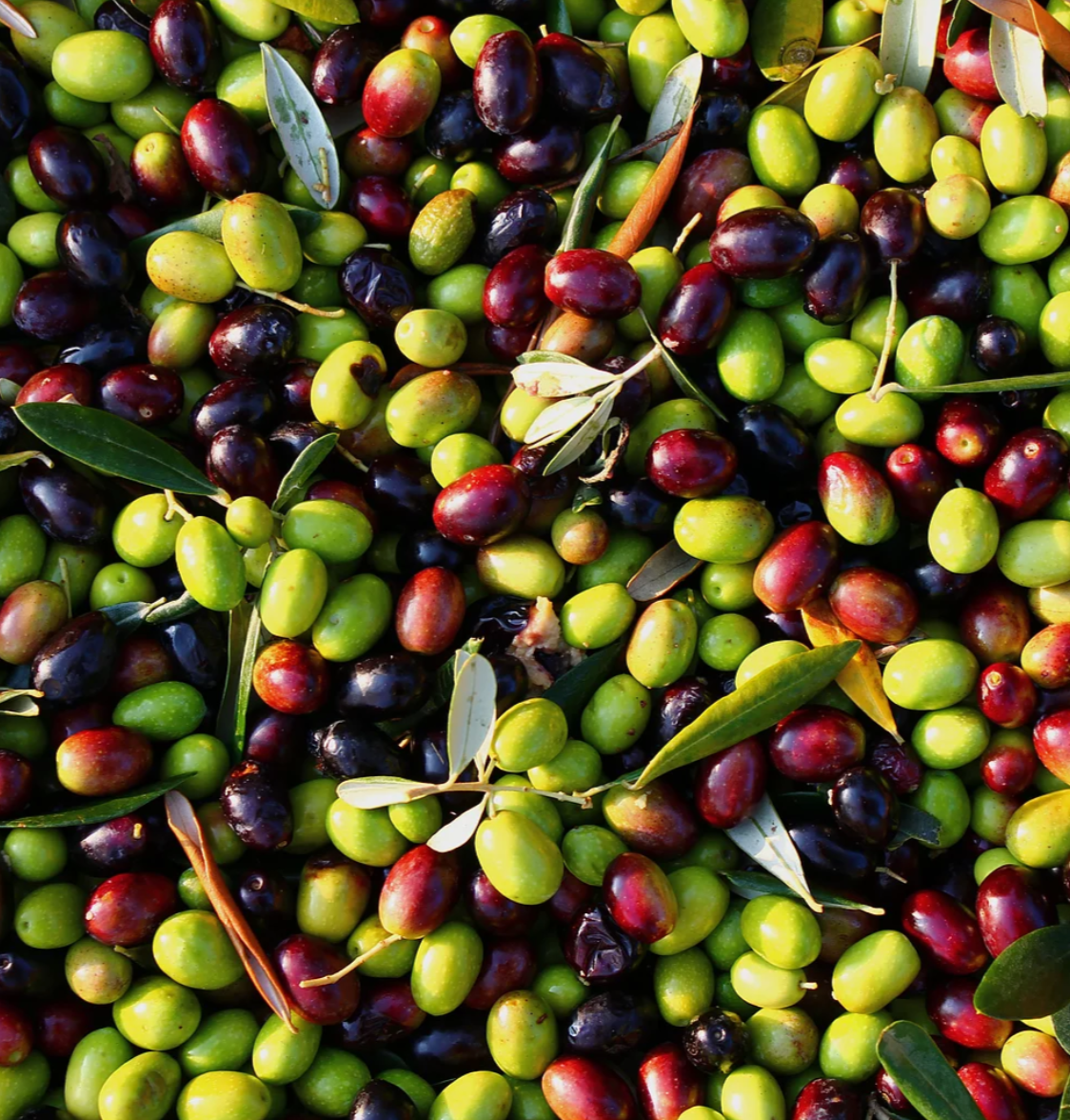 50 adet 2 Yaş Gemlik Trilye Sofralık Zeytin Fidanı Paketi