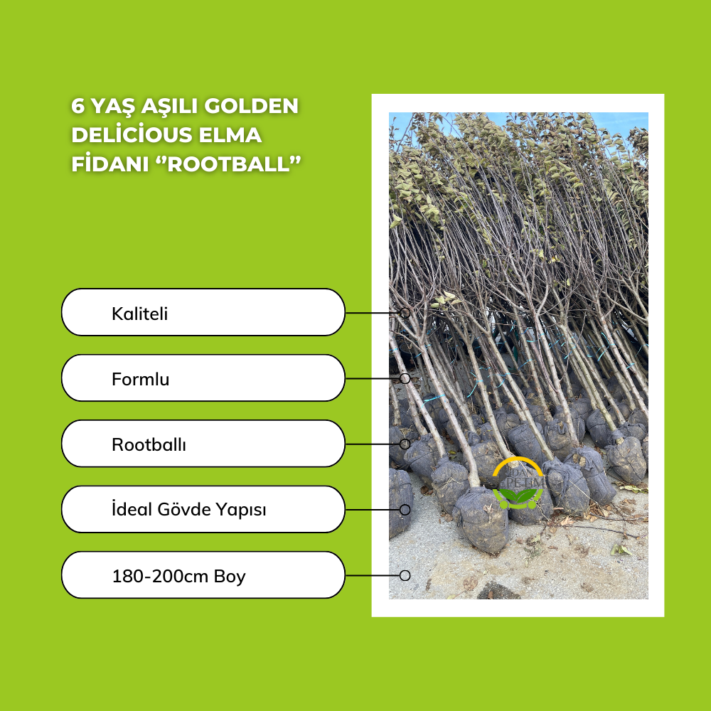 6 Yaş Aşılı Golden Delicious Elma Fidanı 'Rootball'