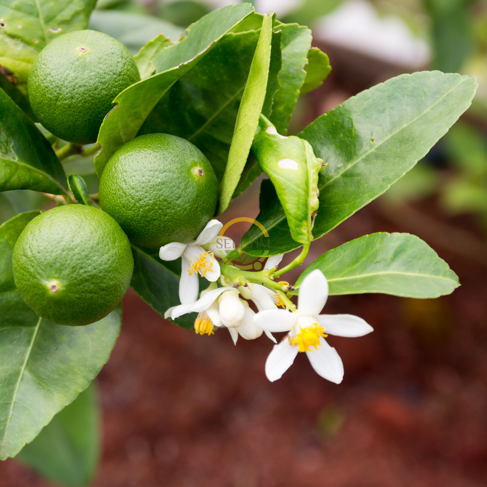 7 Yaş Tahiti Lime Fidanı