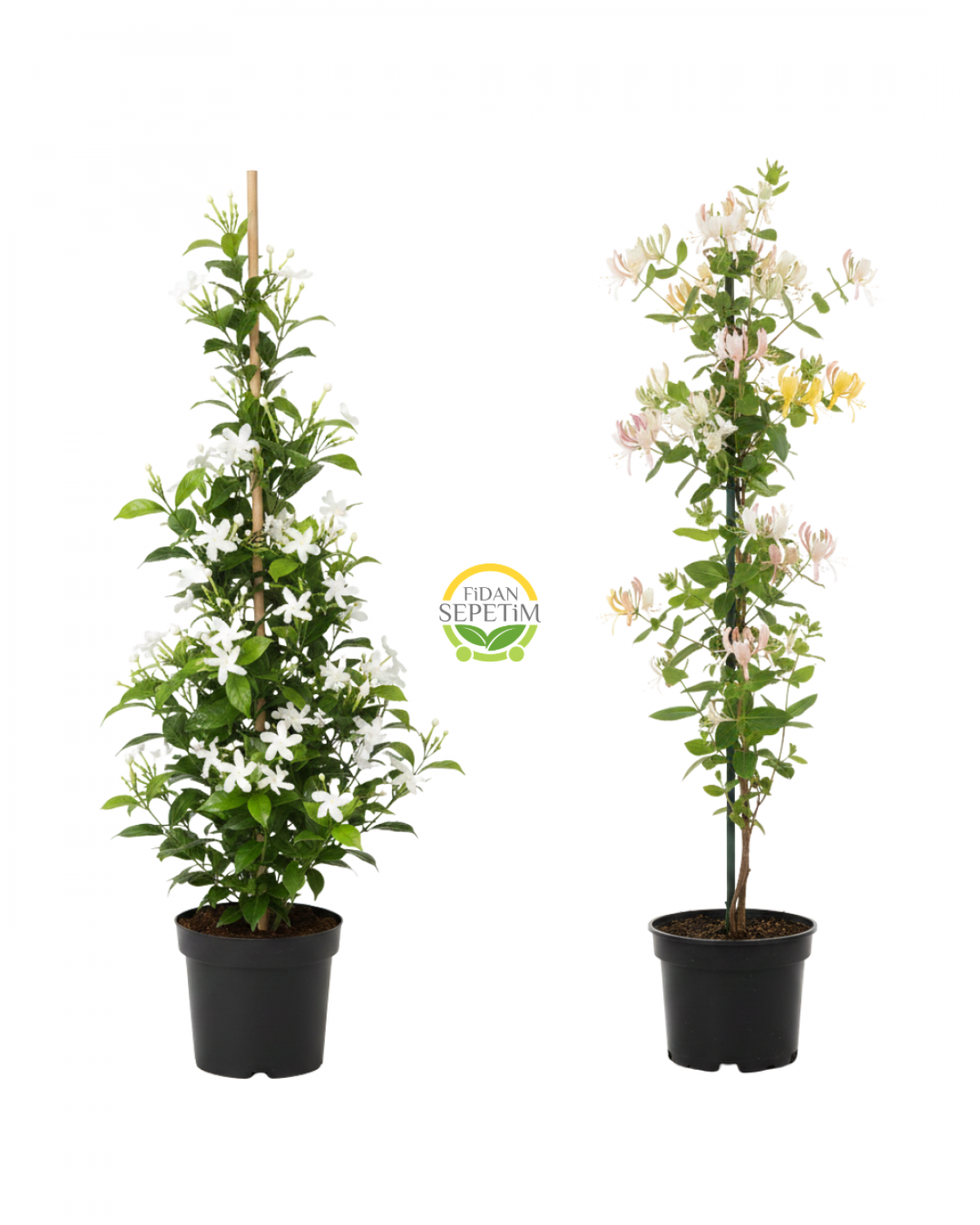 Arap Yasemini & Hanımeli Fidanı Seti (2'li Paket)