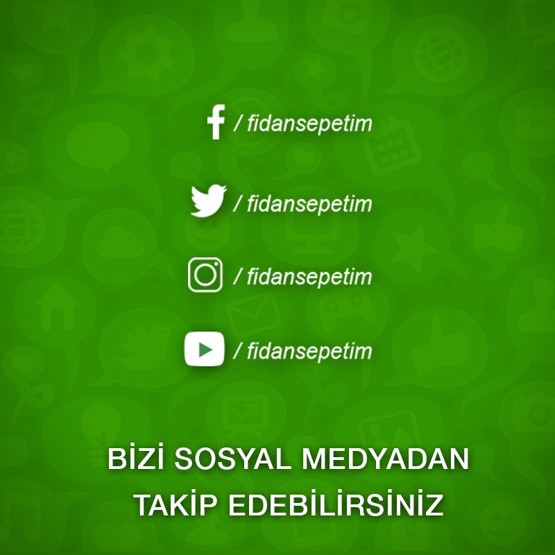 Aşılı Deveci Armut Fidanı -Açık Köklü-