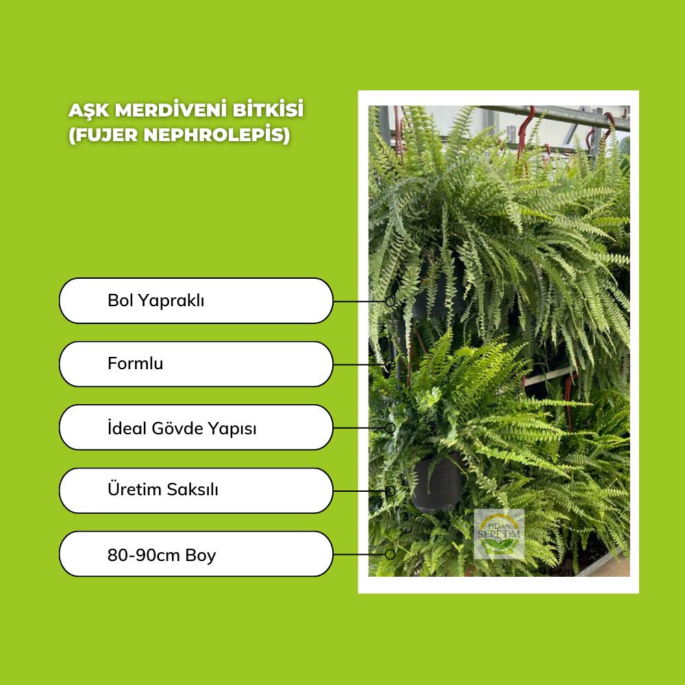 Aşk Merdiveni Bitkisi (Fujer Nephrolepis) 25-35cm