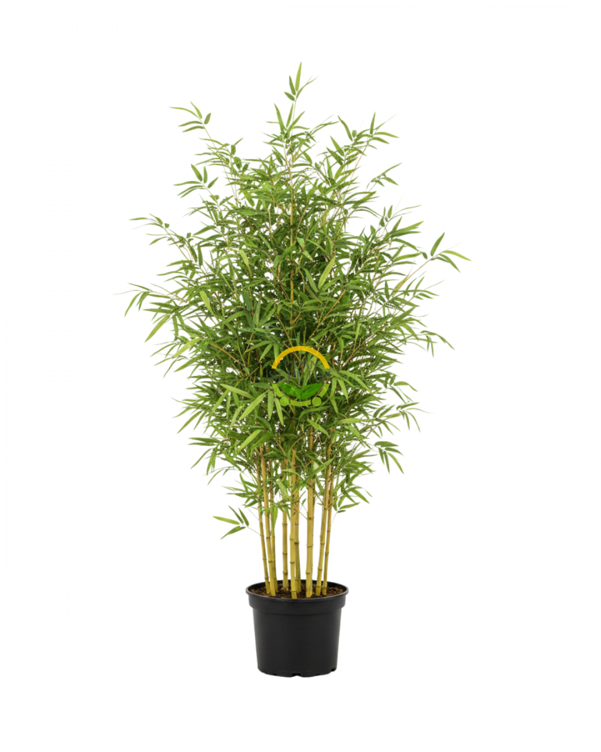 Bambu Bitkisi (Bambusa Aurea) 150cm