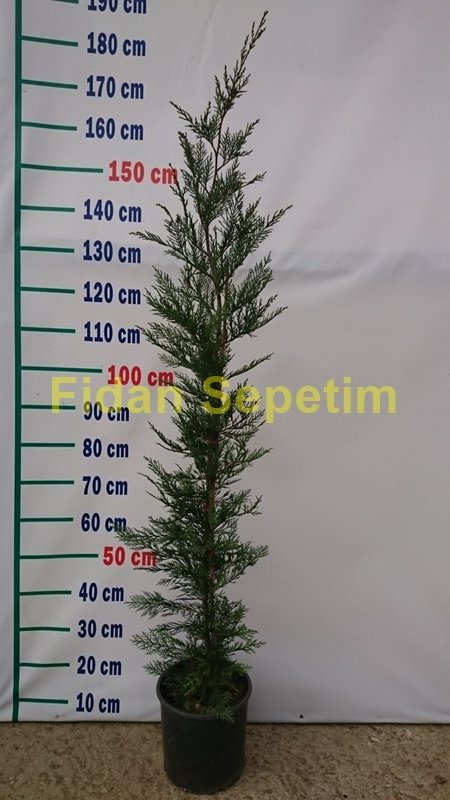 Leylandi ( Cupressocyparis leylandii ) 120-140cm