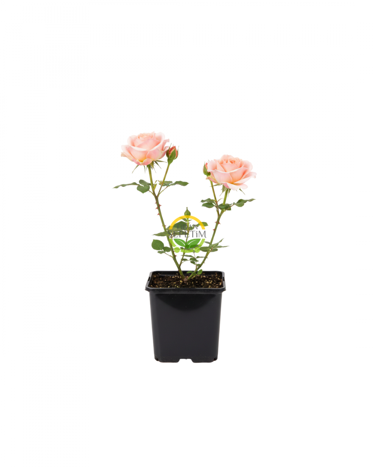 Souvenir De Baden Gül Fidanı - Krem/Pembe