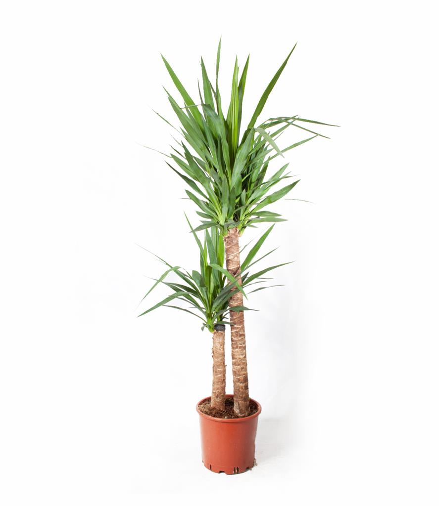Yucca Bitkisi 2 Gövdeli 120-140cm