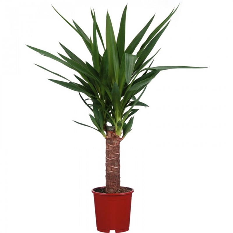 Yucca Bitkisi Tek Gövdeli 50-60cm
