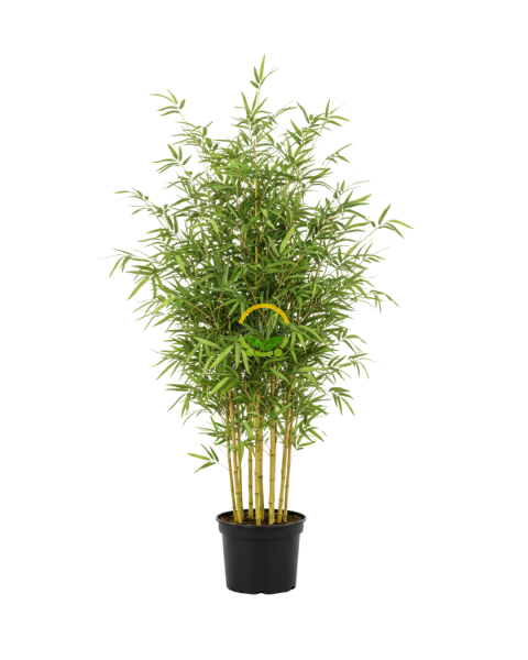 10 Adet Bambu Bitkisi Paketi (Bambusa Aurea) 150cm