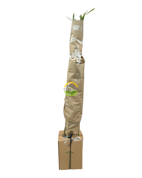 10 Adet Bambu Bitkisi Paketi (Bambusa Aurea) 150cm