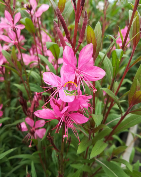 10 Adet Gaura Çalısı Paketi 'Gaura lindhemeria'
