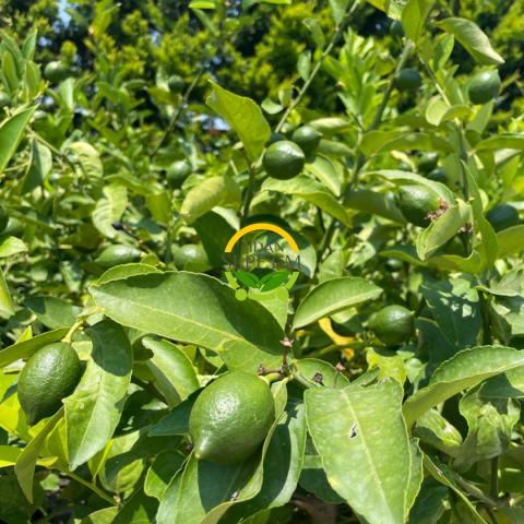 10 Yaş Aşılı 7 Veren Limon Ağacı