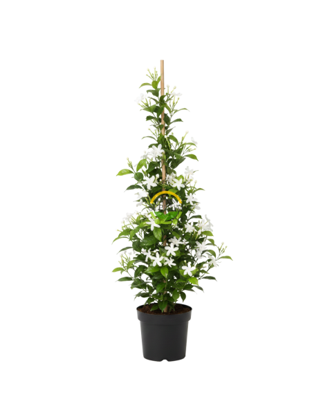 2 Yaş Arap Yasemini Fidanı 170-200cm XL Boy