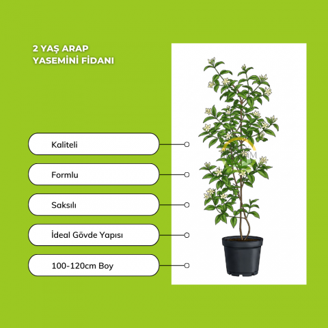 2 Yaş Arap Yasemini Fidanı