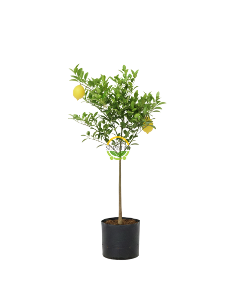 2 Yaş Aşılı 7 Veren(Yediveren) Mayer Limon Fidanı