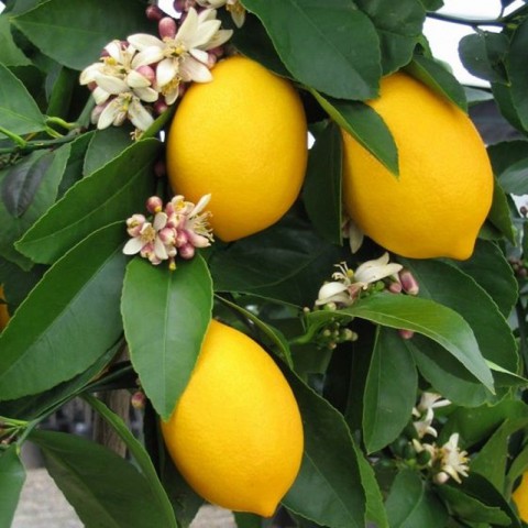 2 Yaş Aşılı 7 Veren(Yediveren) Mayer Limon Fidanı