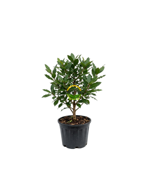2 Yaş Defne Fidanı 'Laurus nobilis'